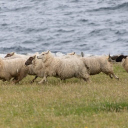 irland rundreise 2025_101